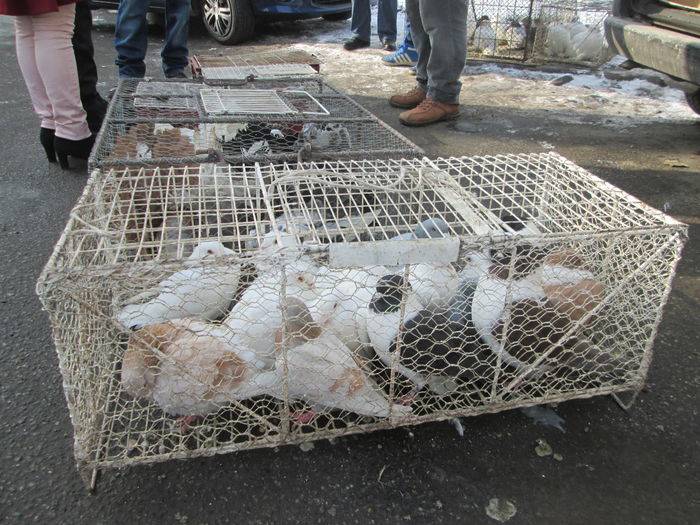 IMG_2669 - EXPOZITIA COLUMBOFILA FILIP CRISTIAN PETRU EDITIA IV 22 24 IAN 2016 BISTRITA