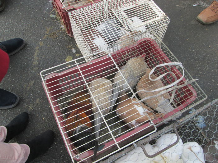 IMG_2670 - EXPOZITIA COLUMBOFILA FILIP CRISTIAN PETRU EDITIA IV 22 24 IAN 2016 BISTRITA