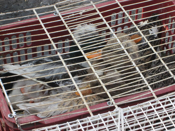 TARG IN AER LIBER BISTRITA - EXPOZITIA COLUMBOFILA FILIP CRISTIAN PETRU EDITIA IV 22 24 IAN 2016 BISTRITA