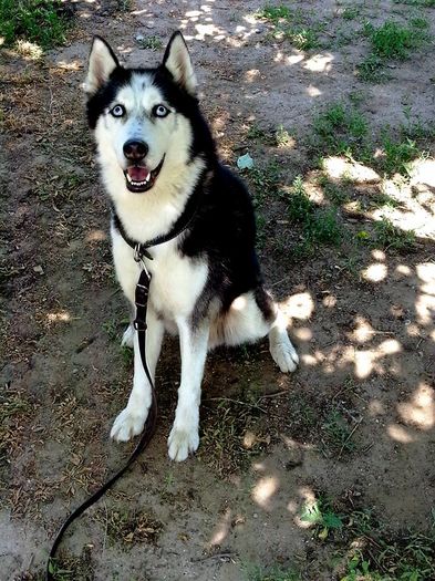 Husky, dulceața mea
