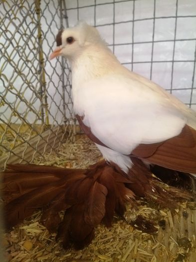 zeorniz2016IMG_20160109_100048 - EXPOZITIA ZWONITZ 2016