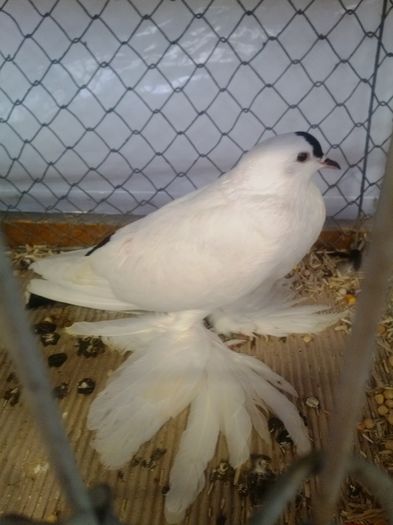 zeorniz2016IMG_20160109_100436 - EXPOZITIA ZWONITZ 2016