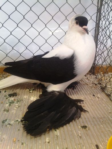 zeorniz2016IMG_20160109_100650 - EXPOZITIA ZWONITZ 2016