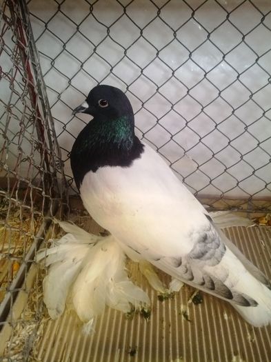 zeorniz2016IMG_20160109_101617