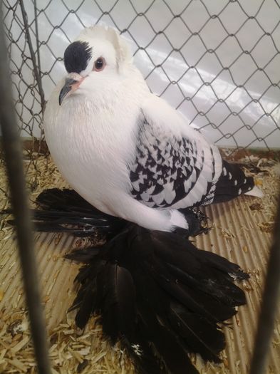 zeorniz2016IMG_20160109_103908 - EXPOZITIA ZWONITZ 2016