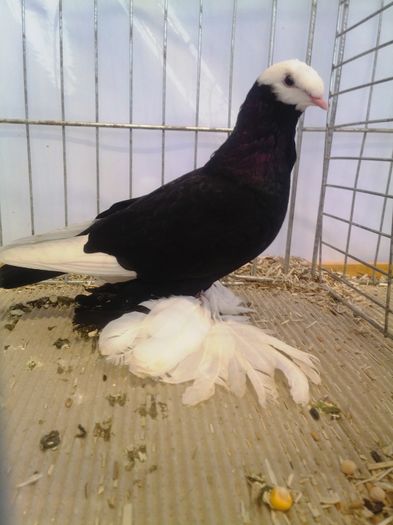 zeorniz2016IMG_20160109_104932