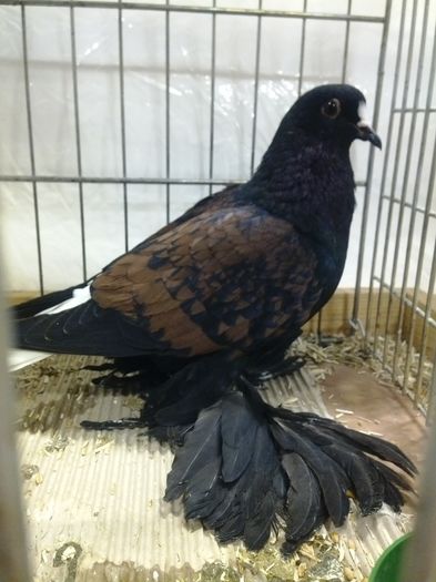 zeorniz2016IMG_20160109_170959