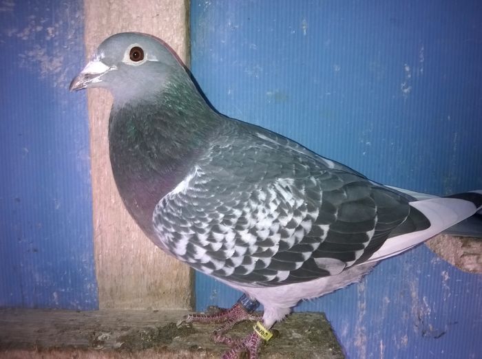 fiica 1 As maraton 2010 ucp Manea Radoi