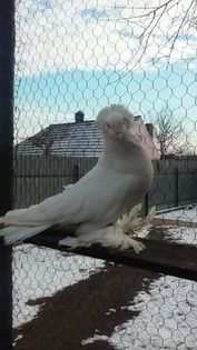 received_550803845094993