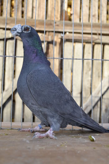 M 2012 - porumbei dragon