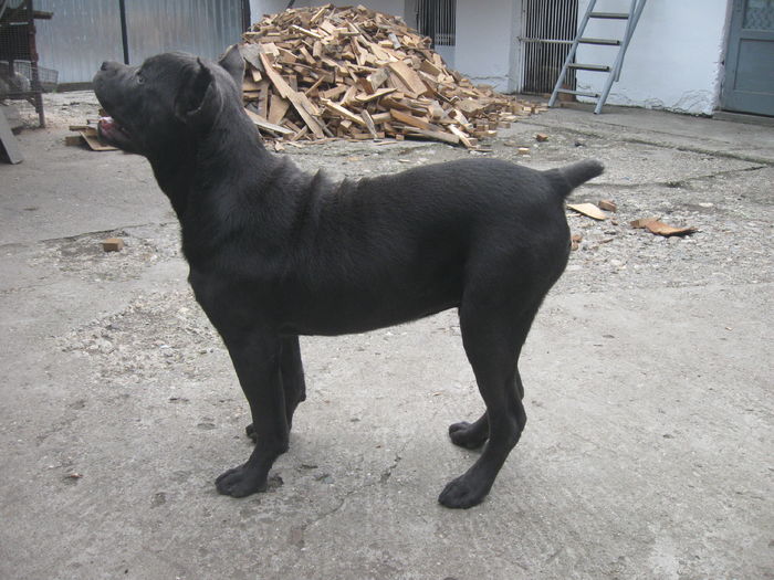 Max - 4 Cane Corso