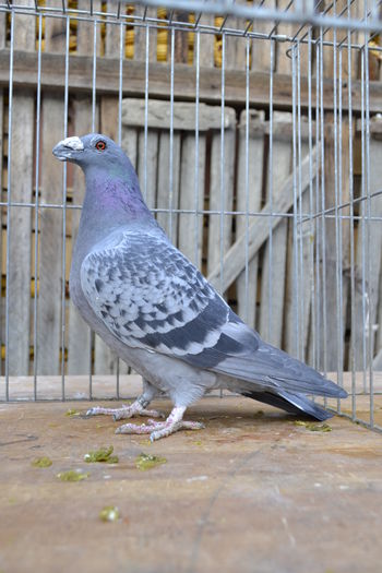 f2014 - porumbei dragon