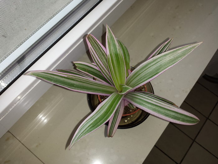 Tradescantia spathacea variegata - Plante de balcon si camera - 2016