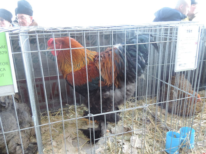 DSCN6431 - Expozitia locala Suceava-2016