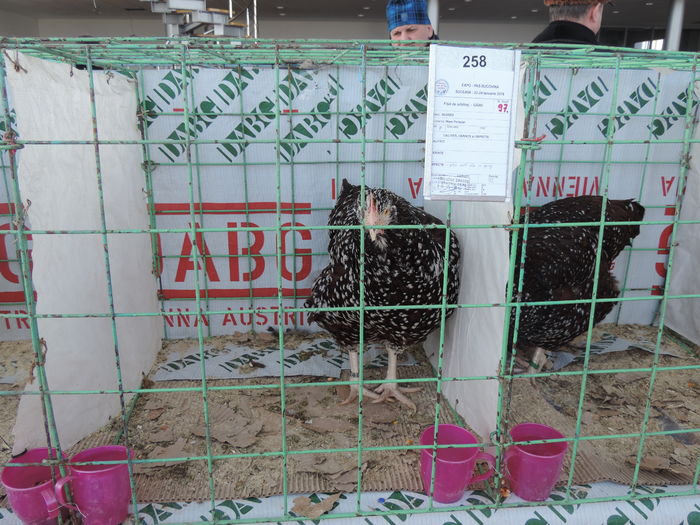 DSCN6433 - Expozitia locala Suceava-2016