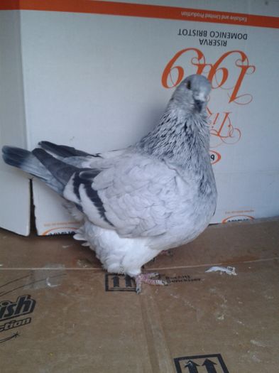 VANDUT