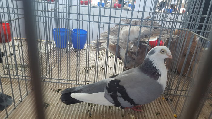 20160123_125151 - 1537 Expo Constanta 2016