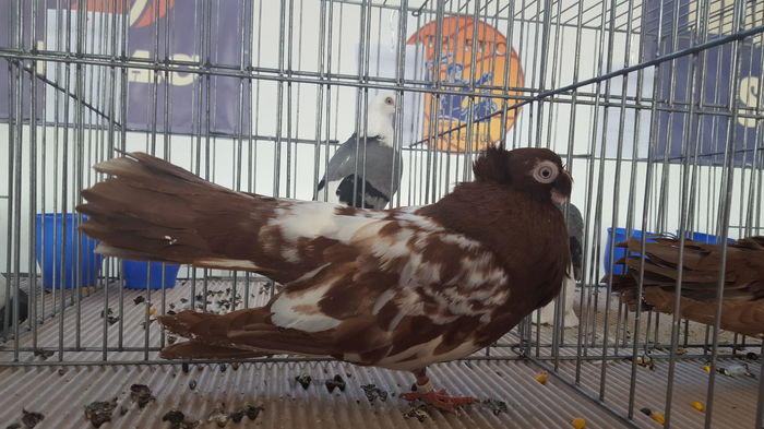 20160123_142519 - 1537 Expo Constanta 2016