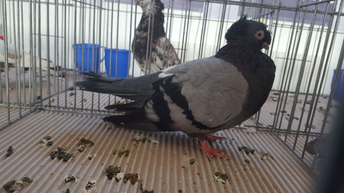 20160123_142558 - 1537 Expo Constanta 2016