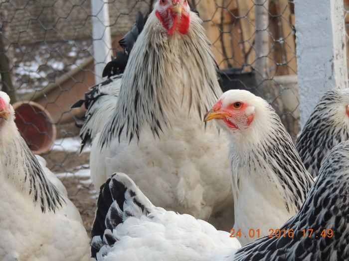 DSCN7405 - 2016 Matca Brahma Herminat Deschis