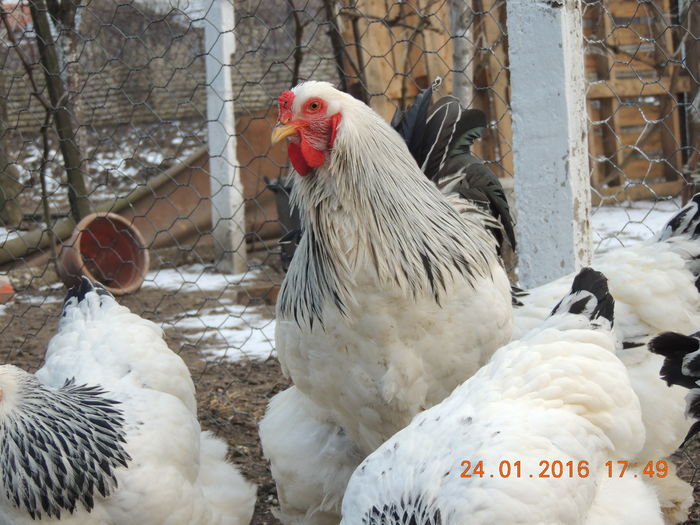 DSCN7406 - 2016 Matca Brahma Herminat Deschis