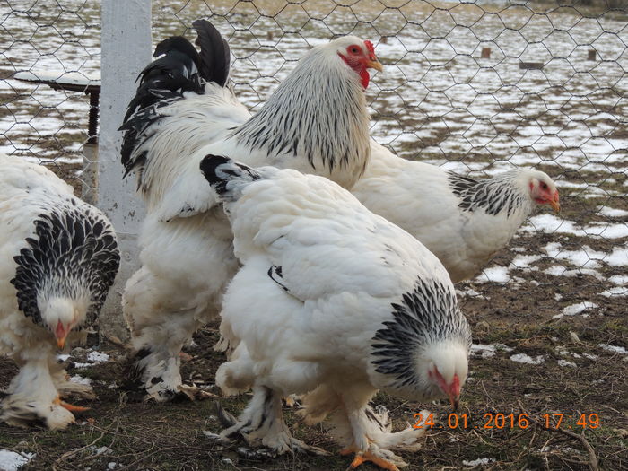 DSCN7407 - 2016 Matca Brahma Herminat Deschis