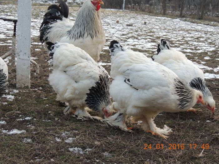 DSCN7408 - 2016 Matca Brahma Herminat Deschis