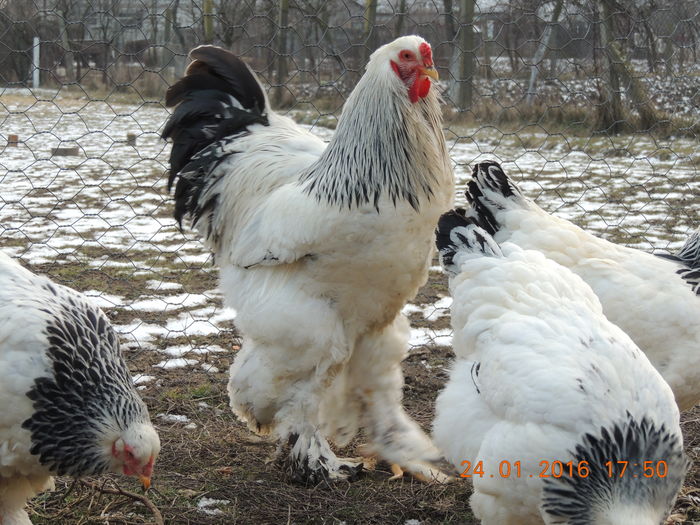 DSCN7410 - 2016 Matca Brahma Herminat Deschis