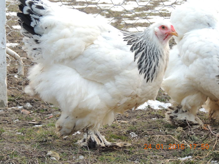 DSCN7412 - 2016 Matca Brahma Herminat Deschis