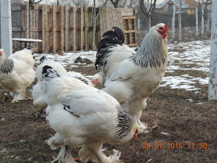 DSCN7415 - 2016 Matca Brahma Herminat Deschis