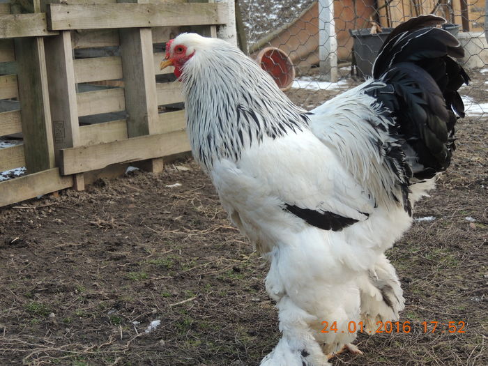 DSCN7427 - 2016 Matca Brahma Herminat Deschis