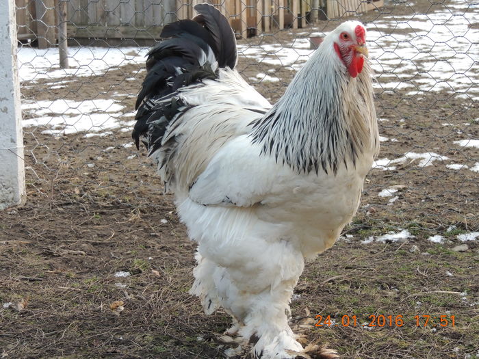 DSCN7420 - 2016 Matca Brahma Herminat Deschis