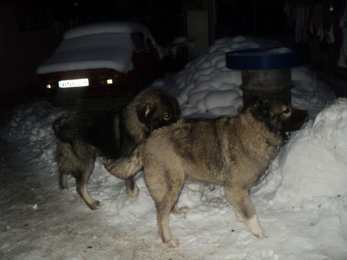 DSC00909 - TASHA si IGOR CIOBANESC CAUCAZIAN