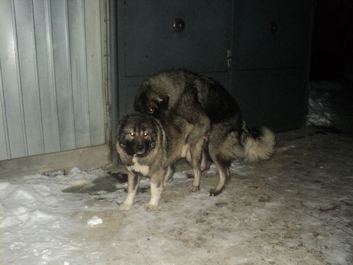 DSC00920 - TASHA si IGOR CIOBANESC CAUCAZIAN