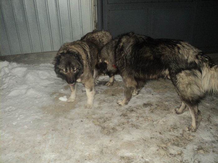 DSC00922 - TASHA si IGOR CIOBANESC CAUCAZIAN