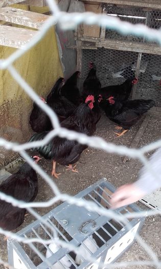 20160124_150742; Rase Rodeizland
