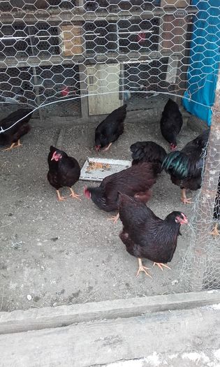 20160124_150804; Rase Rodeizland
