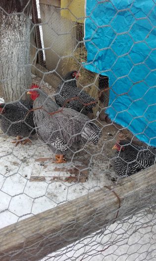 20160124_151012; Rasa Rock Barat
