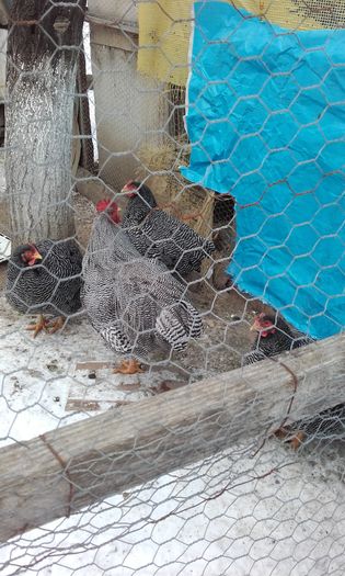 20160124_151015; Rasa Rock Barat
