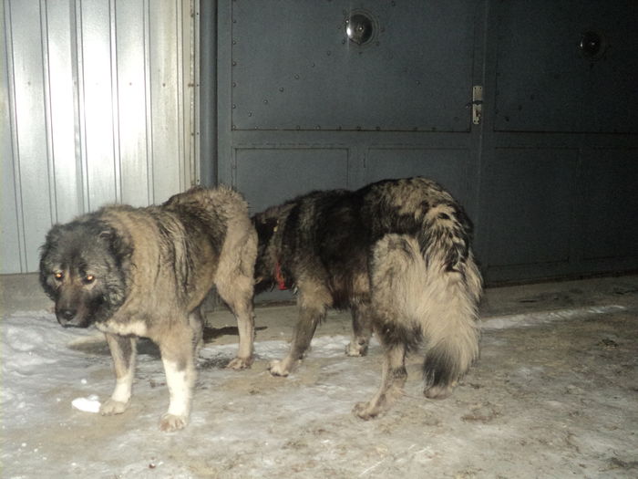 DSC00923 - TASHA si IGOR CIOBANESC CAUCAZIAN