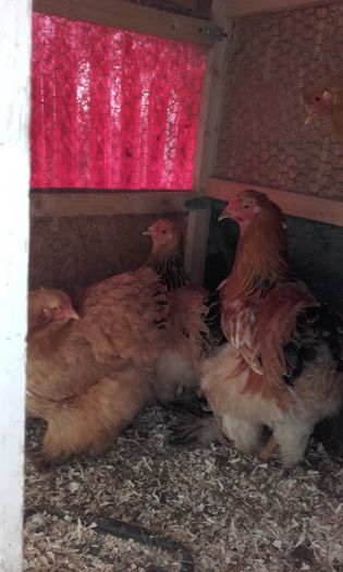 20160124_151051; Rasa Brahma Columbia
