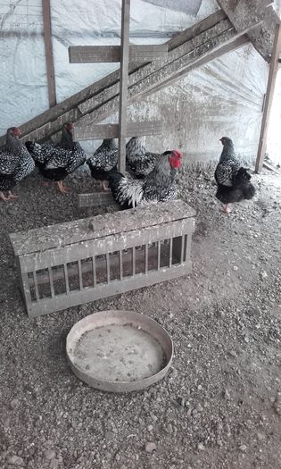 20160124_151121; Rasa Wiendotte
