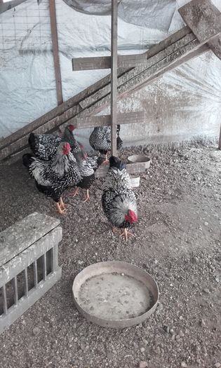 20160124_151135; Rasa Wiendotte
