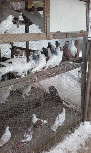 20160124_151347; Porumbei la gramada
LICHIDARE DE STOC'
