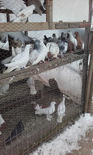 20160124_151350; Porumbei la gramada
LICHIDARE DE STOC'
