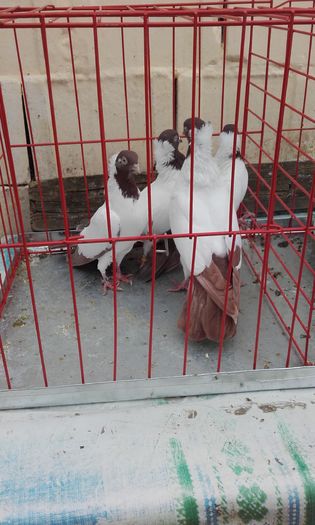 20160124_151644; Calugarita German(Rosu)
