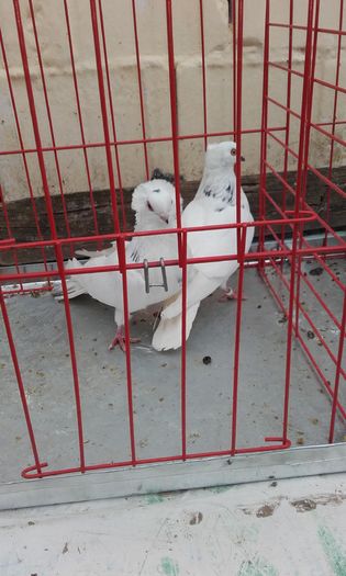 20160124_151811; Komaromi pestrit
