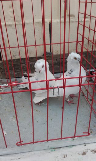 20160124_151816; Komaromi pestrit
