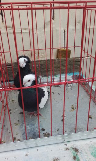 20160124_151819; Komaromi negru-alb
