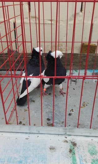 20160124_151829; Komaromi negru-alb
